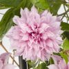 Clematis 'Multi Pink' - Klematisz