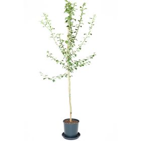   Crataegus x media 'Pauls Scarlet' - Pirosvirágú galagonya