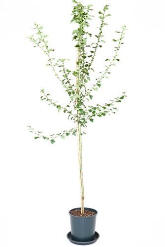 Crataegus x media 'Pauls Scarlet' - Pirosvirágú galagonya