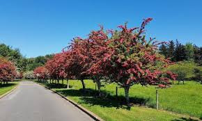 Crataegus x media 'Pauls Scarlet' - Pirosvirágú galagonya