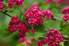 Crataegus x media 'Pauls Scarlet' - Pirosvirágú galagonya