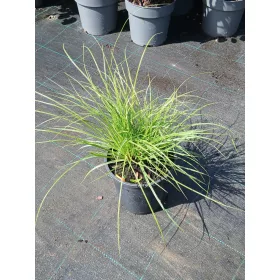 Carex montana 'Raureif' – Hegyi sás
