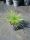 Carex montana 'Raureif' – Hegyi sás