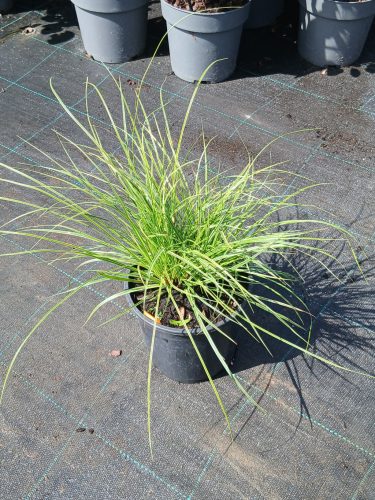 Carex montana 'Raureif' – Hegyi sás