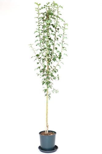 Crataegus monogyna 'Stricta' - Oszlopos galagonya