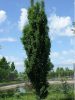 Crataegus monogyna 'Stricta' - Oszlopos galagonya
