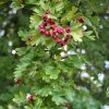 Crataegus monogyna 'Stricta' - Oszlopos galagonya