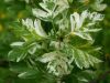 Crataegus monogyna 'Variegata' -  Egybibés galagonya