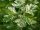 Crataegus monogyna 'Variegata' -  Egybibés galagonya
