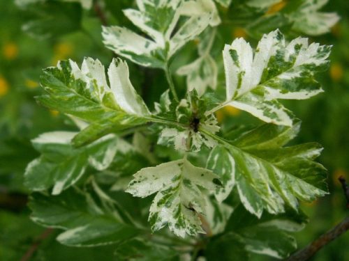 Crataegus monogyna 'Variegata' -  Egybibés galagonya