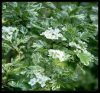 Crataegus monogyna 'Variegata' -  Egybibés galagonya
