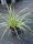 Carex morrowii (foliosissima) Vanilla Ice - tarka sás