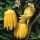 Citrus medica var. sarcodactylis 'Buddha's hand' - Citrom