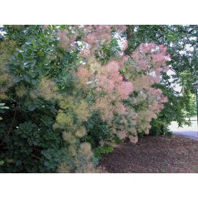 Cotinus coggygria - Cserszömörce