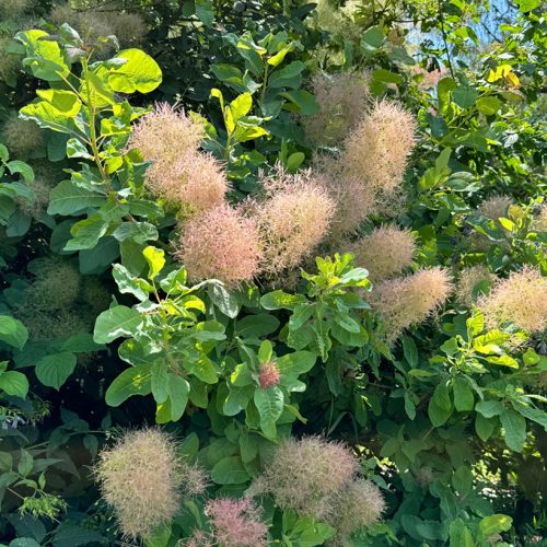 Cotinus coggygria - Cserszömörce