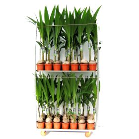 Cocos nucifera - Kókuszpálma