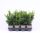 Chamaecyparis obtusa 'Draht' – Hinoki hamisciprus