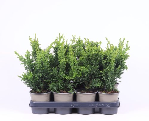 Chamaecyparis obtusa 'Draht' – Hinoki hamisciprus
