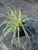 Carex oshimensis 'Evergold' - Sás