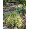 Carex oshimensis 'Evergold' - Sás
