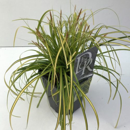 Carex oshimensis 'Eversheen' - Sás