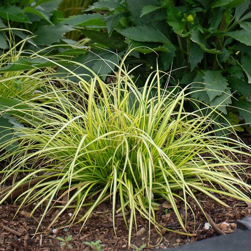 Carex oshimensis 'Eversheen' - Sás