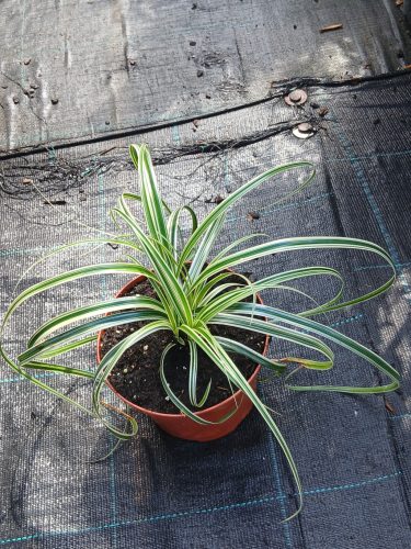 Carex oshimensis 'Feather Falls' - madárlábú sás