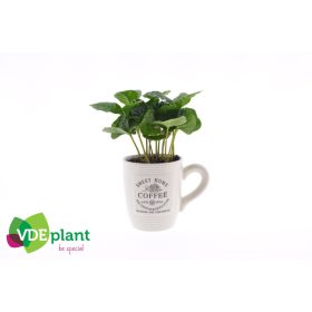 Coffea arabica - Kávécserje