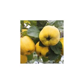   Cydonia oblonga 'Konstantinápolyi' - Birs BA 29 alanyon konténeres