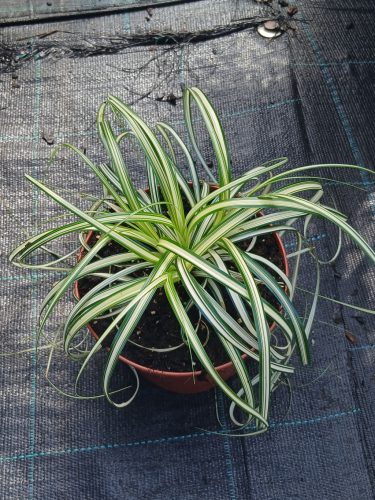 Carex oshimensis 'Moon Falls' - madárlábú sás