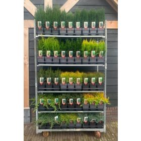 Conifers mix - Tűlevelű növény