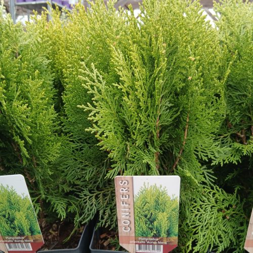 Conifers mix - Tűlevelű növény