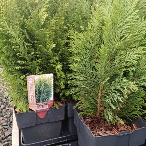 Conifers mix - Tűlevelű növény