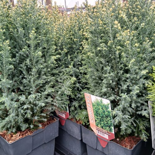 Conifers mix - Tűlevelű növény