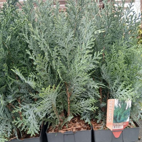 Conifers mix - Tűlevelű növény