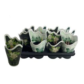 Convallaria majalis - Gyöngyvirág