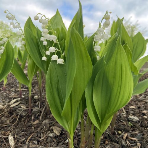 Convallaria majalis - Gyöngyvirág