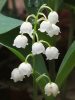 Convallaria majalis - Gyöngyvirág