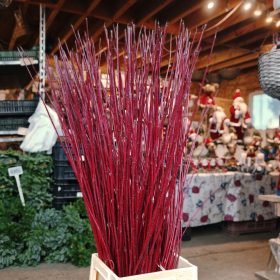 Cornus Alba Siberica - vörös vesszejű som (1510 szál)