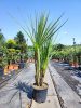 Cordyline Australis - Déli Bunkóliliom
