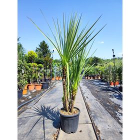 Cordyline Australis - Déli Bunkóliliom