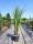 Cordyline Australis - Déli Bunkóliliom