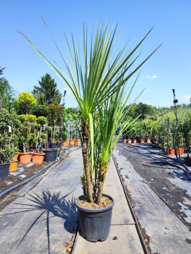 Cordyline Australis - Déli Bunkóliliom