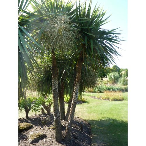 Cordyline Australis - Déli Bunkóliliom