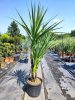Cordyline Australis - Déli Bunkóliliom