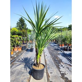 Cordyline Australis - Déli Bunkóliliom