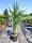 Cordyline Australis - Déli Bunkóliliom