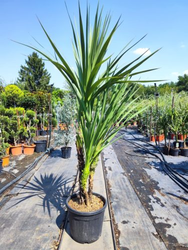 Cordyline Australis - Déli Bunkóliliom