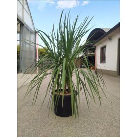 Cordyline Australis - Déli Bunkóliliom