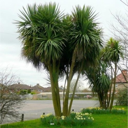 Cordyline Australis - Déli Bunkóliliom